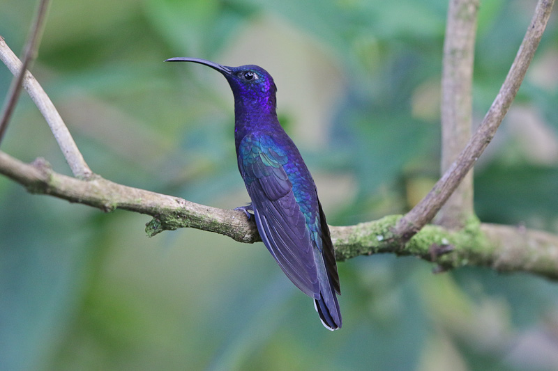 Violet Sabrewing