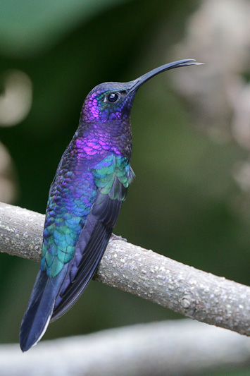 Violet Sabrewing 