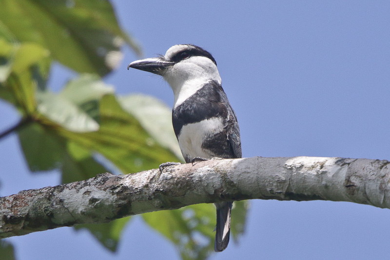 White-necked Puffbird