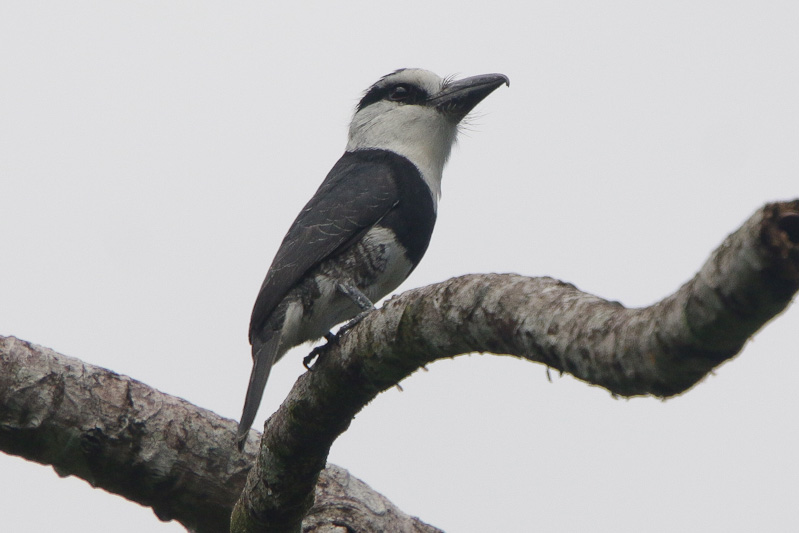 White-necked Puffbird
