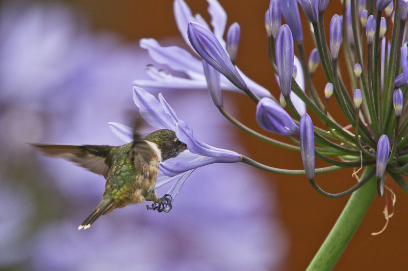 Volcano Hummingbird