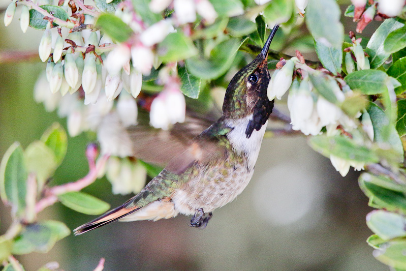 Volcano Hummingbird