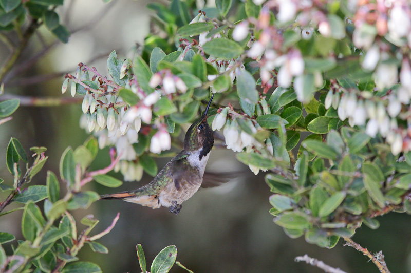 Volcano Hummingbird