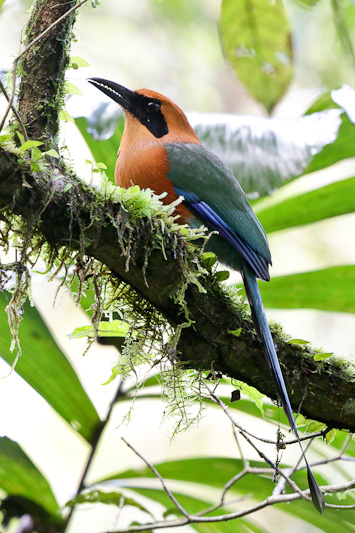 Rufous Motmot