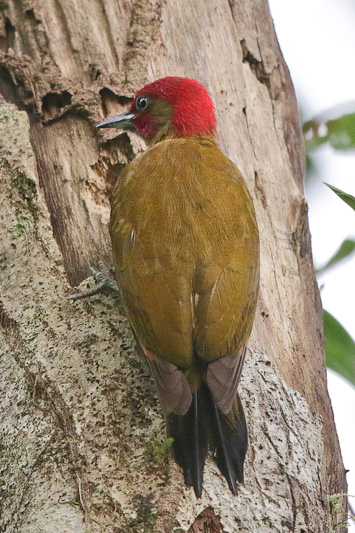Rufous-winged Woodpecker