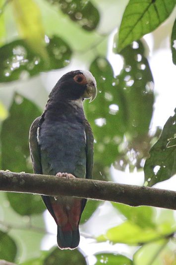 White-crowned Parrot