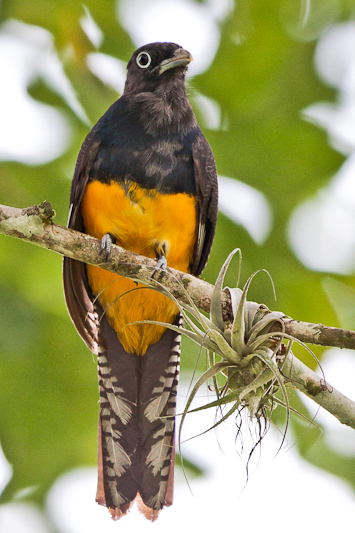 Amazonian Trogon