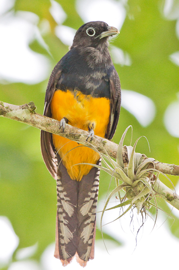 Amazonian Trogon