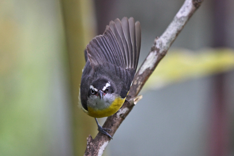 Bananaquit