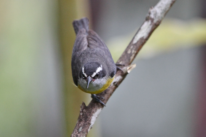 Bananaquit