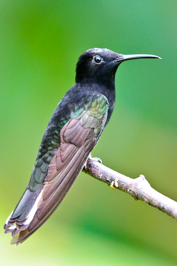 Black Jacobin