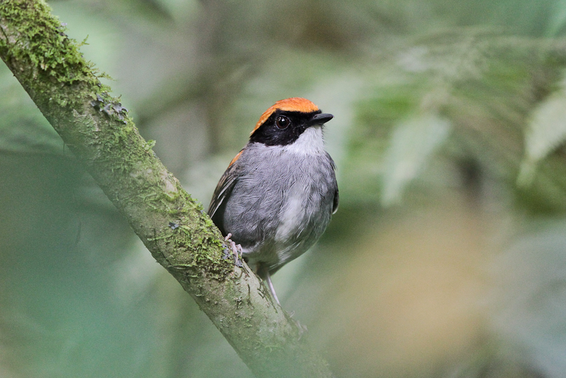 Black-cheeked Gnateater