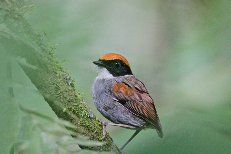 Black-cheeked Gnateater