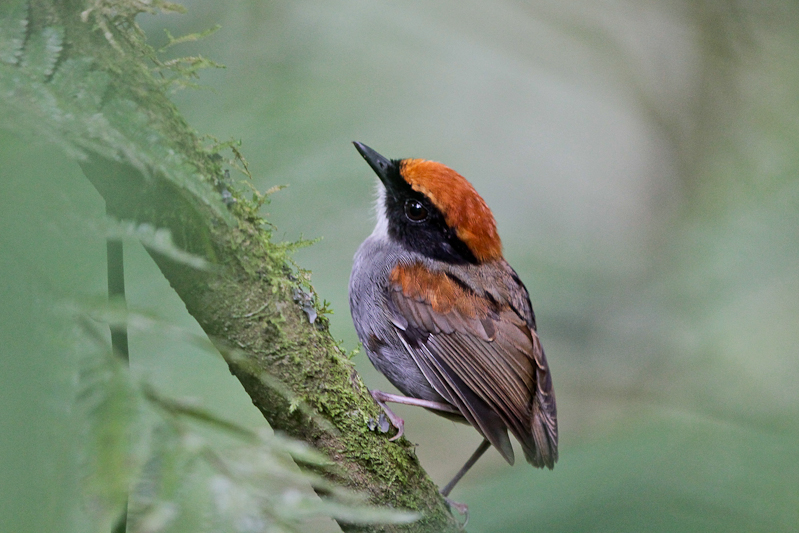 Black-cheeked Gnateater