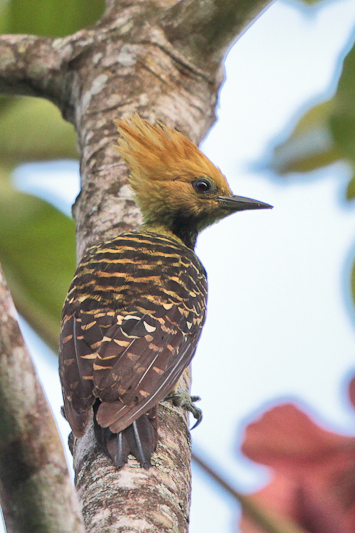 Blond-crested Woodpecker