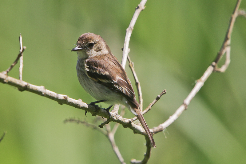 Bran-colored Flycatcher 