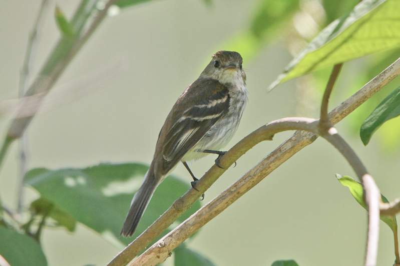 Bran-colored Flycatcher