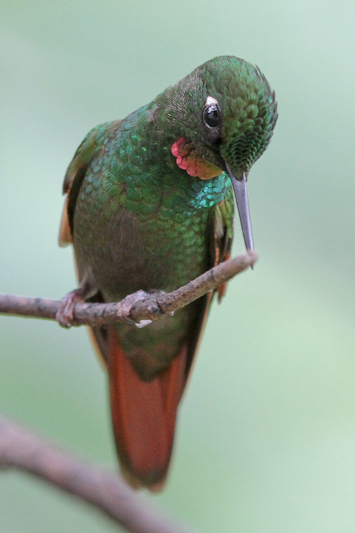 Brazilian Ruby