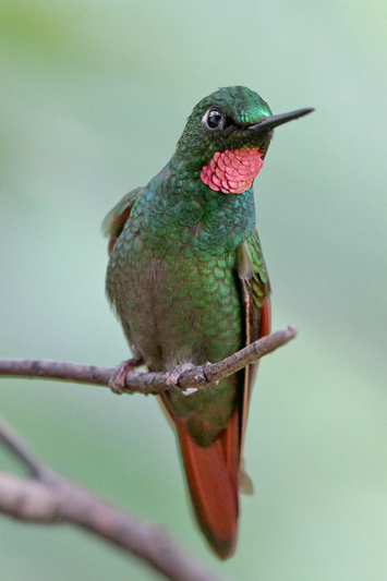 Brazilian Ruby
