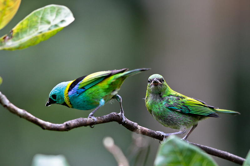 Green-headed Tanager
