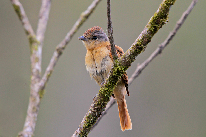 Chestnut-crowned Becard
