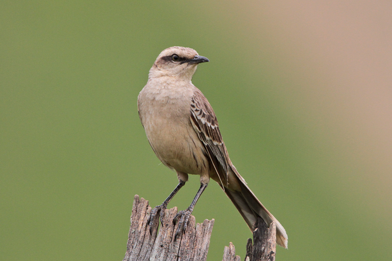 Chalk-browed Mockingbird