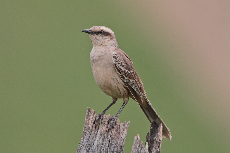 Chalk-browed Mockingbird