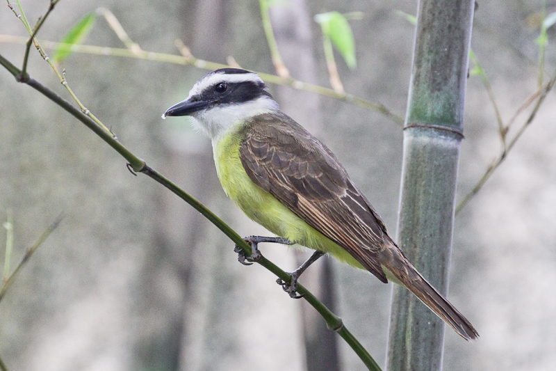 Great Kiskadee