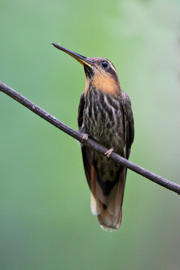 Saw-billed Hermit