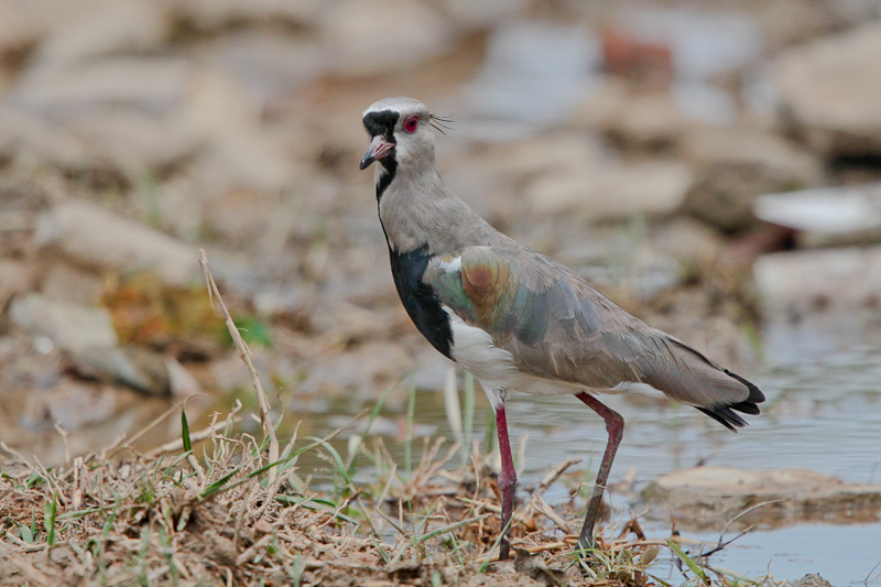 Southern Lapwing