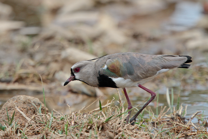 Southern Lapwing