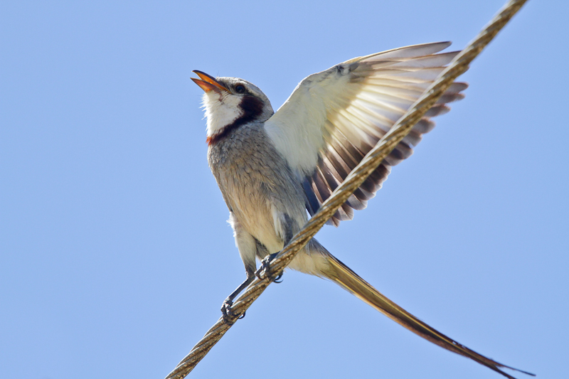 Streamer-tailed Tyrant