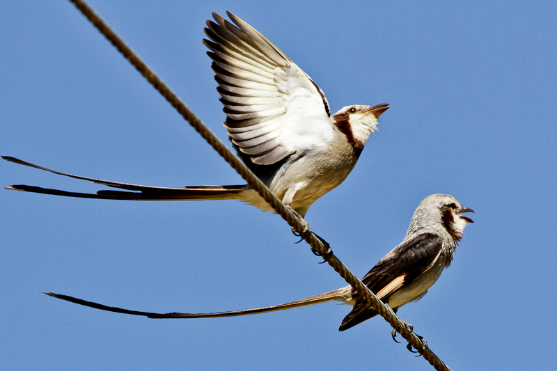 Streamer-tailed Tyrant
