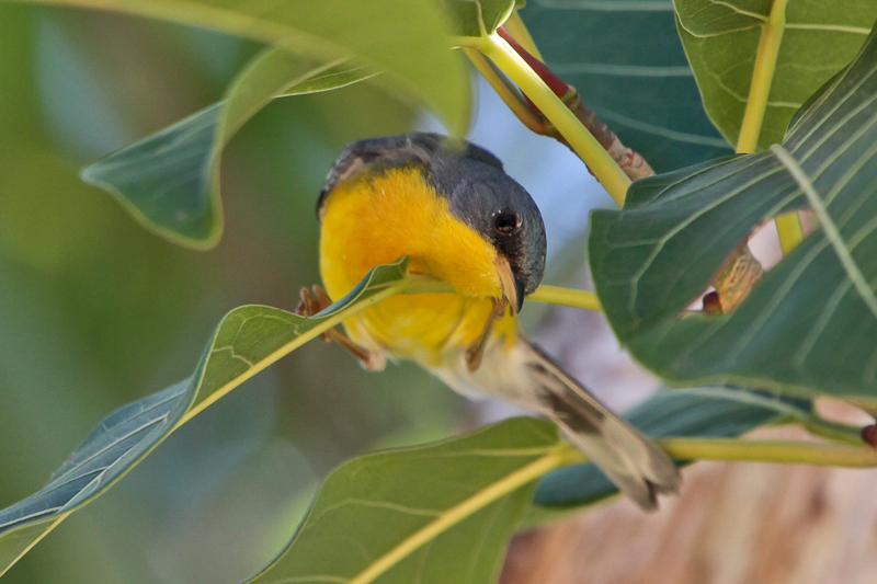 Tropical Parula
