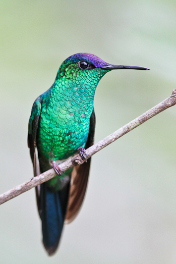 Violet-capped Woodnymph