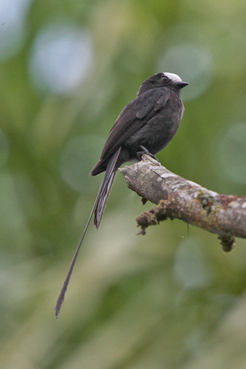 Long-tailed Tyrant