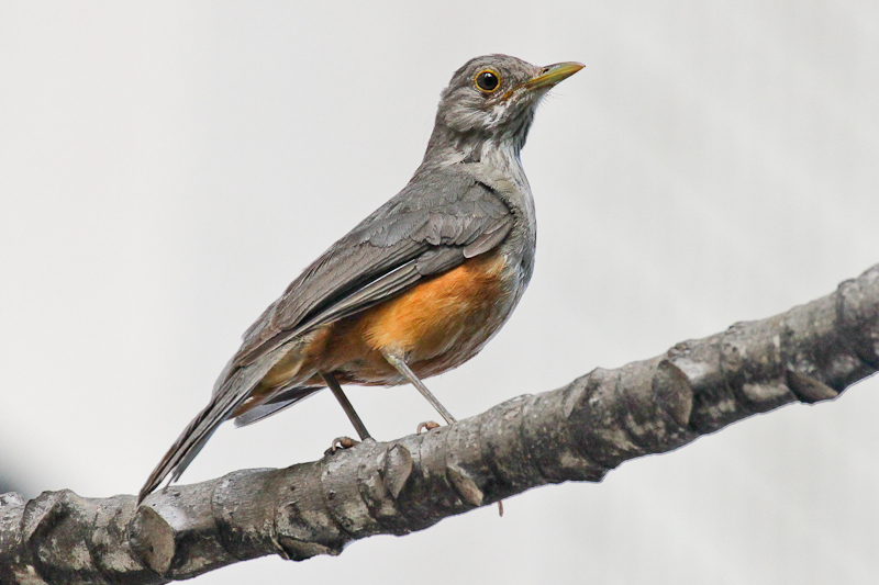 Rufous-bellied Thrush