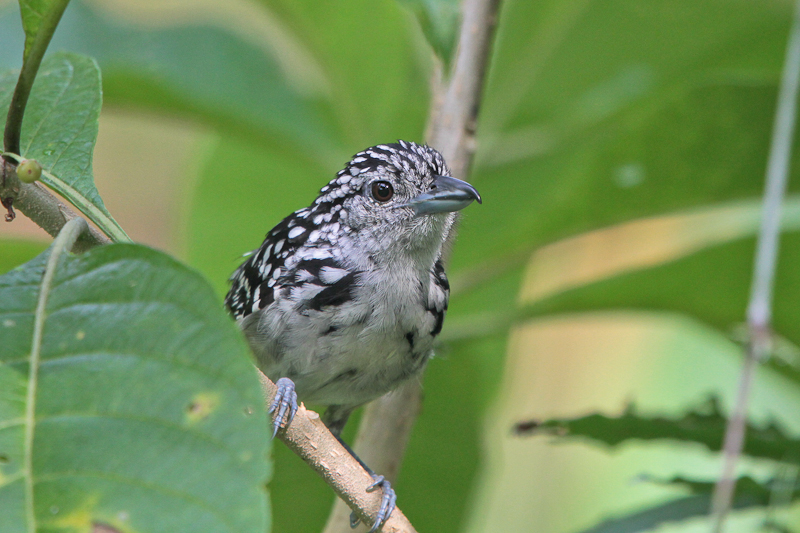 Spot-backed Antshrike