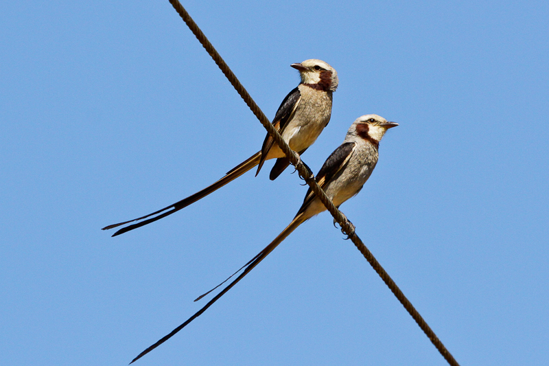 Streamer-tailed Tyrant