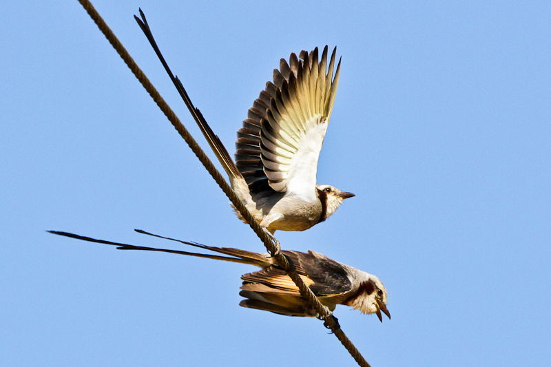 Streamer-tailed Tyrant