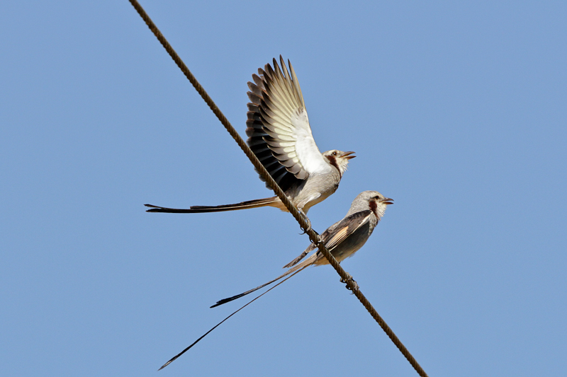 Streamer-tailed Tyrant