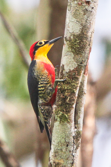 Yellow-fronted Woodpecker