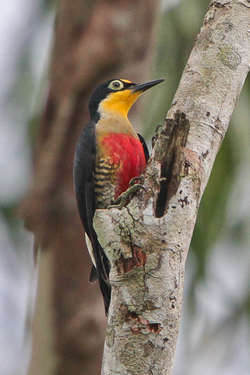 Yellow-fronted Woodpecker
