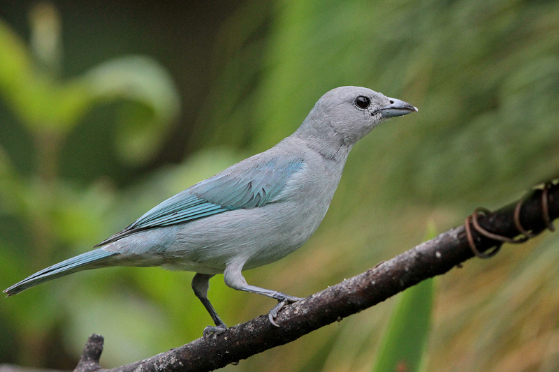 Sayaca Tanager