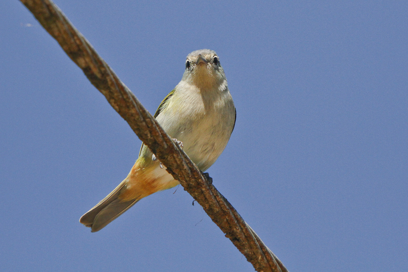 Chestnut-vented Conebill 