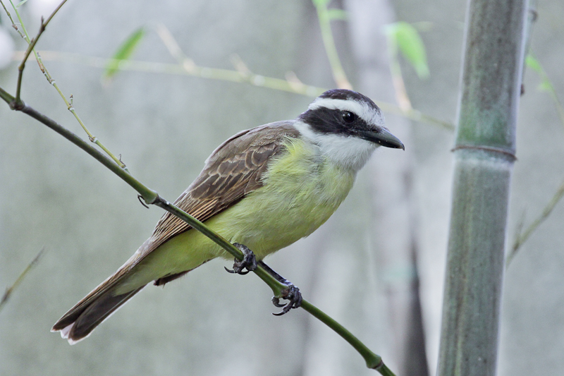 Great Kiskadee