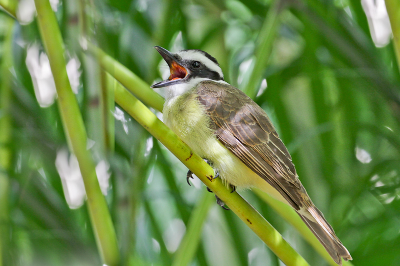 Great Kiskadee