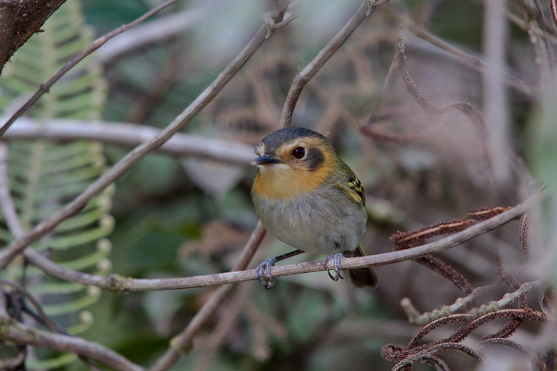 Ochre-faced Tody-flycatcher