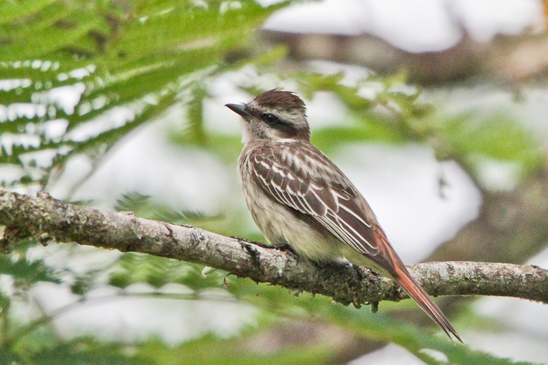 Piratic Flycatcher