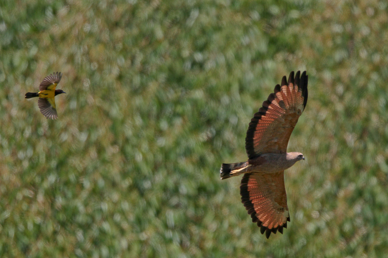 Savanna Hawk